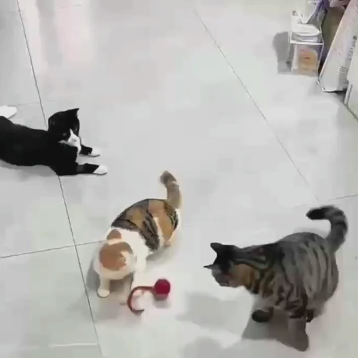 zoomies-zoomball-product-video